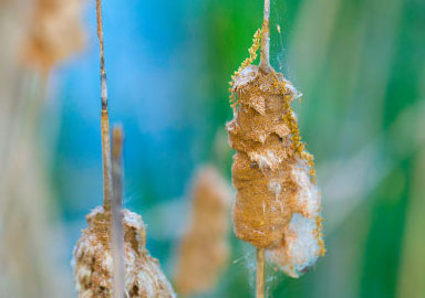 批发价格的网页攻击软件